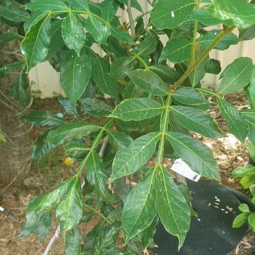 Photo of the plant species Icecream bean by @DearTurtlegrass named Remington on Greg, the plant care app