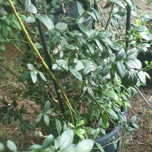 Photo of the plant species Misty Blueberry Bush by @DearTurtlegrass named Bigleef Smalls on Greg, the plant care app