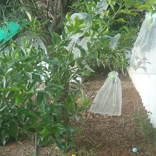 Photo of the plant species Murcott Mandarin by @DearTurtlegrass named Harmony on Greg, the plant care app
