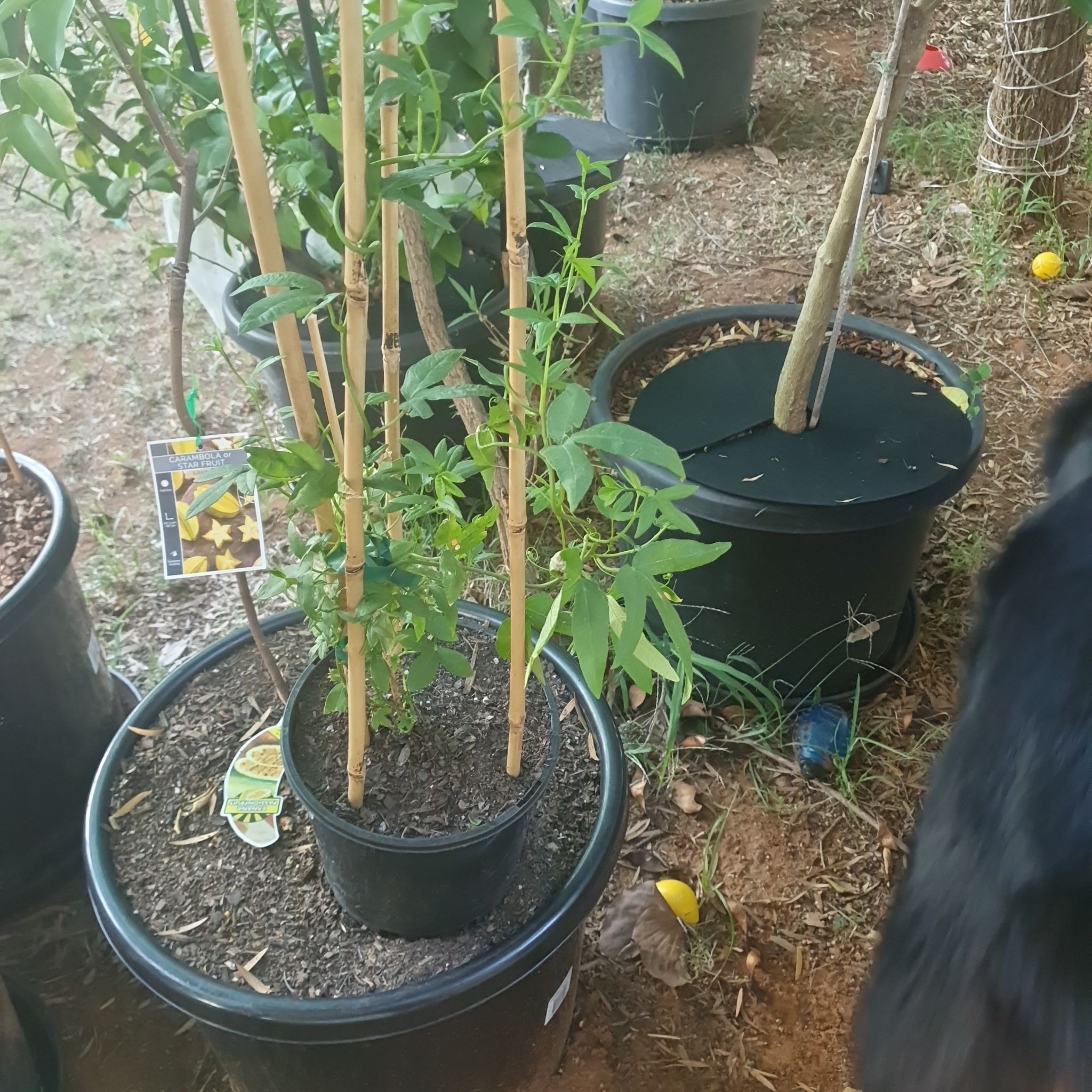 Photo of the plant species Banana Passionfruit by @DearTurtlegrass named Rosa on Greg, the plant care app