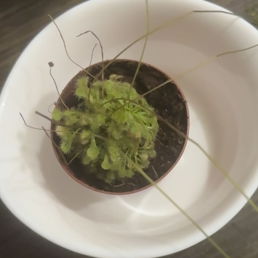 Photo of the plant species Spoonleaf by @KeenCanarianivy named Linda on Greg, the plant care app