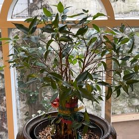 Photo of the plant species Natasha Weeping Fig by @SincerelySucc8 named Ficus benjamina “Natasja” on Greg, the plant care app