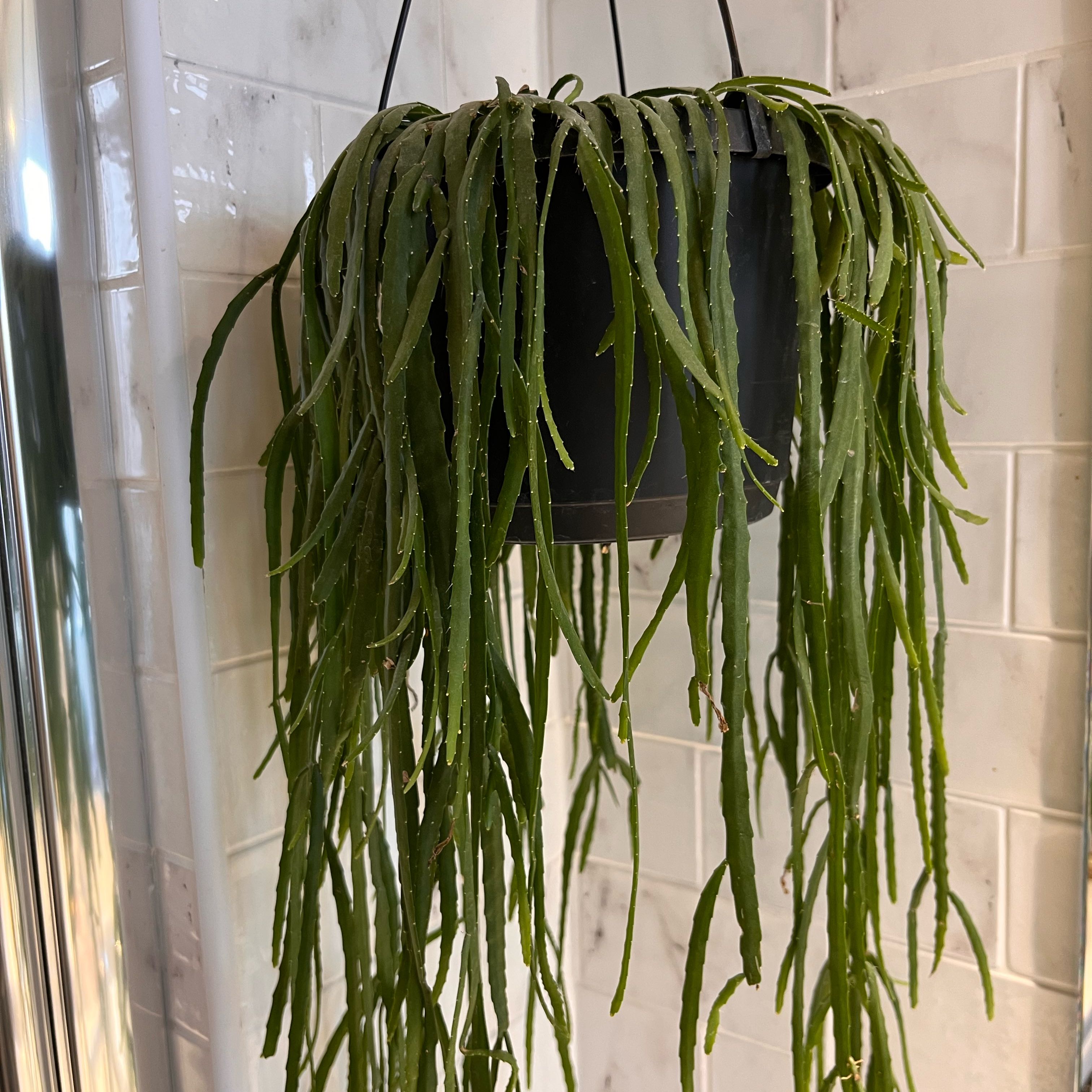 Photo of the plant species Forest Cactus by @SincerelySucc8 named Bodhi on Greg, the plant care app