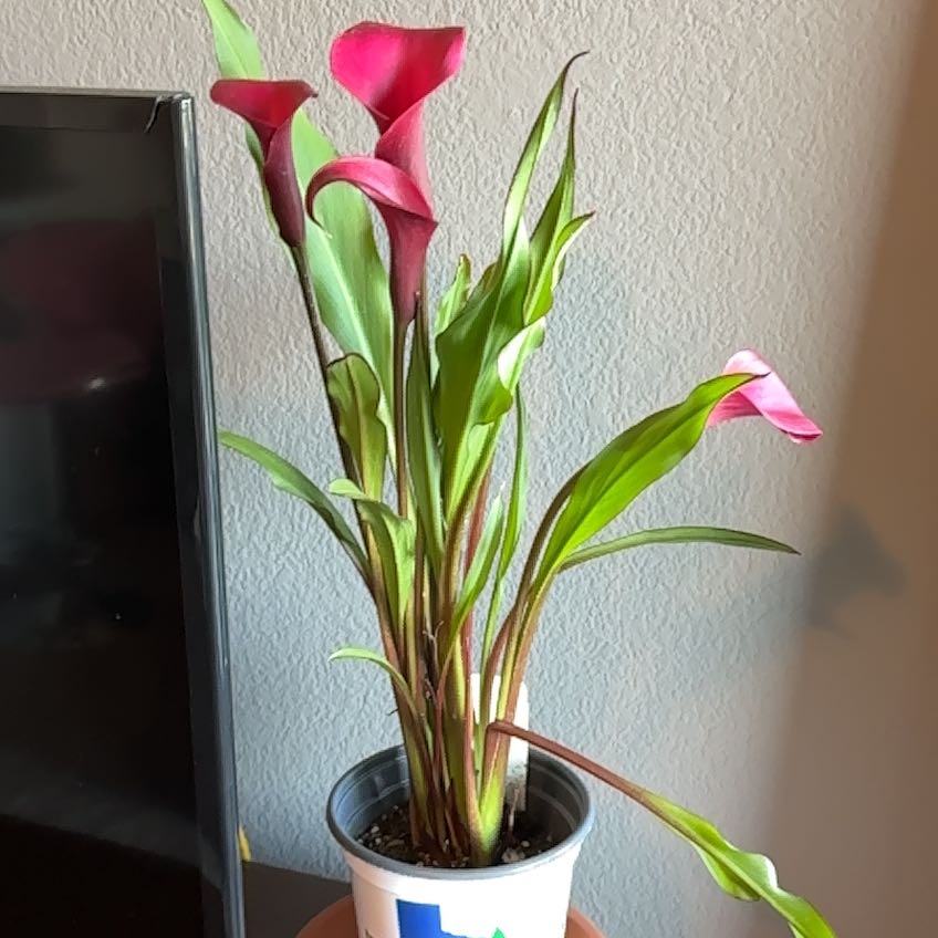 Photo of the plant species Pink Calla Lily by @CopiousLithops named Bella on Greg, the plant care app