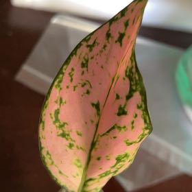 Photo of the plant species Scindapsus 'Silvery Anne' by @CozyPomegranate named Xena on Greg, the plant care app