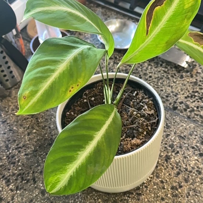 Photo of the plant species Silver Streak Peace Lily by @macarojaime named Ulysses on Greg, the plant care app