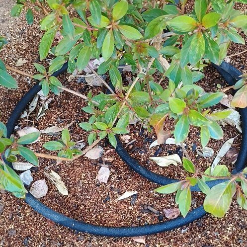 Photo of the plant species Scarlet Firecracker Bush by @Jillyloveplants named Firecracker on Greg, the plant care app