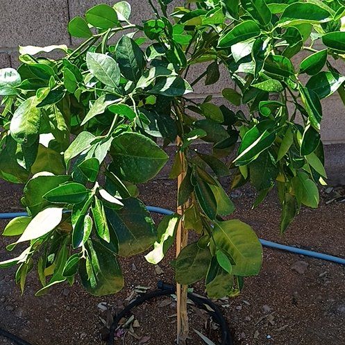 Photo of the plant species Ruby Red Grapefruit Tree by @Jillyloveplants named Blanco Grapefruit on Greg, the plant care app
