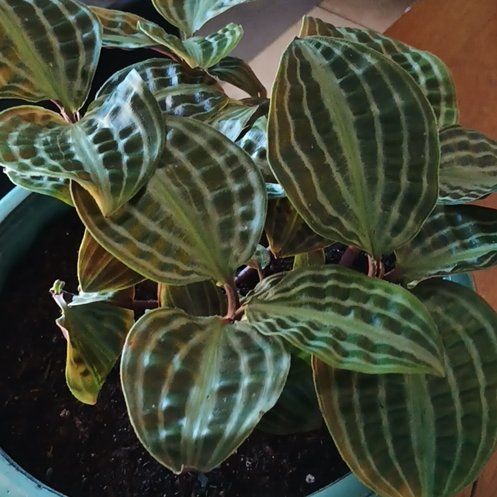 Photo of the plant species Geogenanthus ciliatus by @Jillyloveplants named Morgan Treeman on Greg, the plant care app