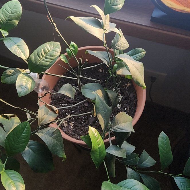 Photo of the plant species Meyer Lemon Tree by @PoeticCassava5 named Zeus on Greg, the plant care app