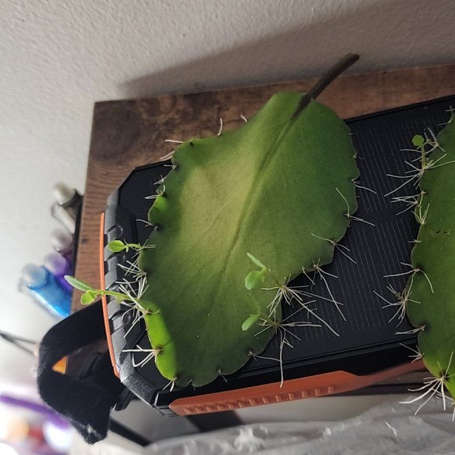 Photo of the plant species Eternal Life Plant by @PetRedpine32 named Terra on Greg, the plant care app