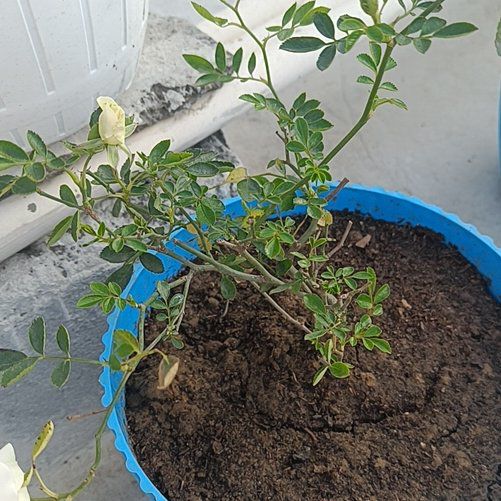 Photo of the plant species Rose Gentian by @NativeSandwort named Huckleberry Fern on Greg, the plant care app