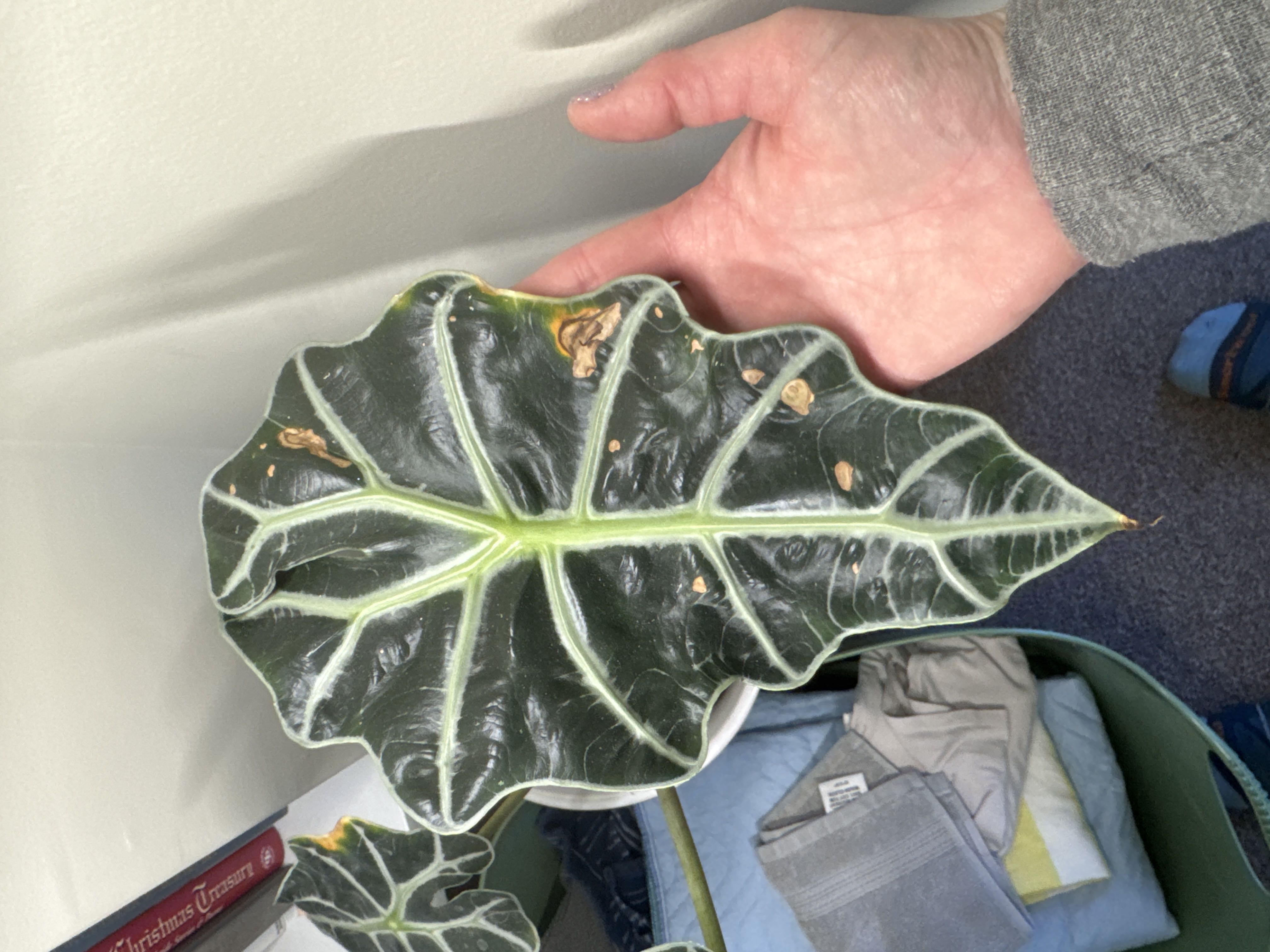 Photo from the post