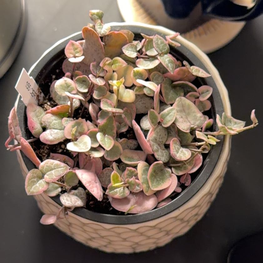 Photo of the plant species variegated string of hearts by @BustlingBlue16 named Stella on Greg, the plant care app