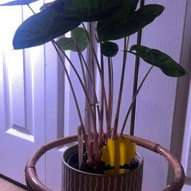 Photo of the plant species Alocasia Pink Dragon Variegated by @BrightCowbane32 named Bruce Lee on Greg, the plant care app