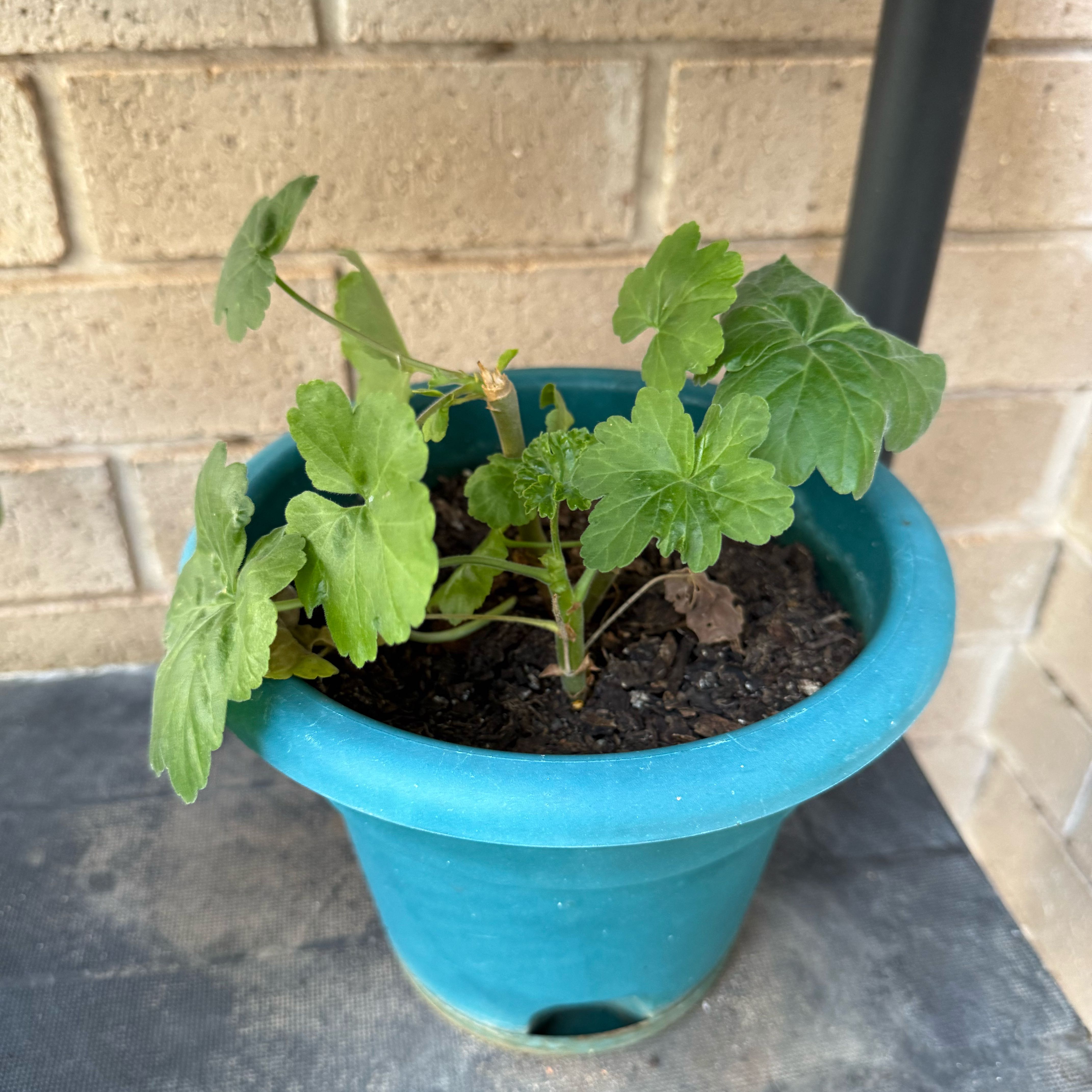 Photo of the plant species Gooseberry Geranium by @EloquentSquash5 named Morgan Treeman on Greg, the plant care app