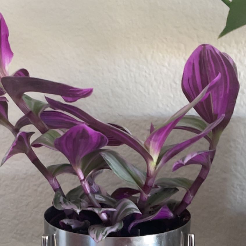 Photo of the plant species Tradescantia Bubblegum by @WorkhorseMiro named Coco on Greg, the plant care app