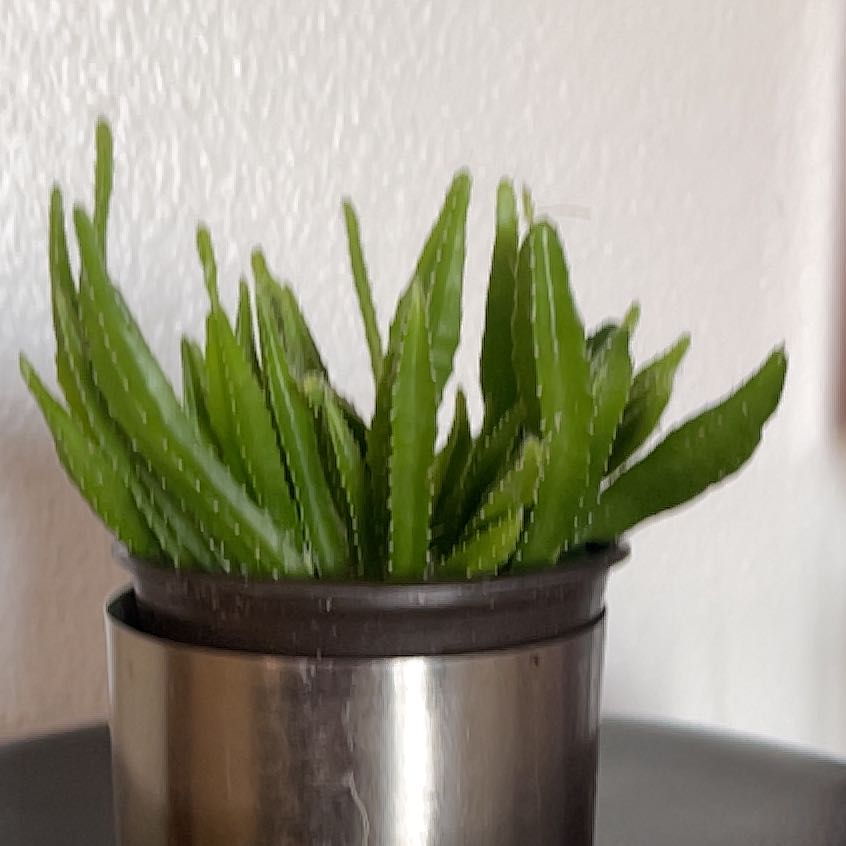 Photo of the plant species Dragon Fruit cactus by @WorkhorseMiro named Sir Spikes a lot on Greg, the plant care app