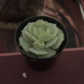 Photo of the plant species Echeveria 'Leilana' by @PrizedFuchsia named Gregarious on Greg, the plant care app