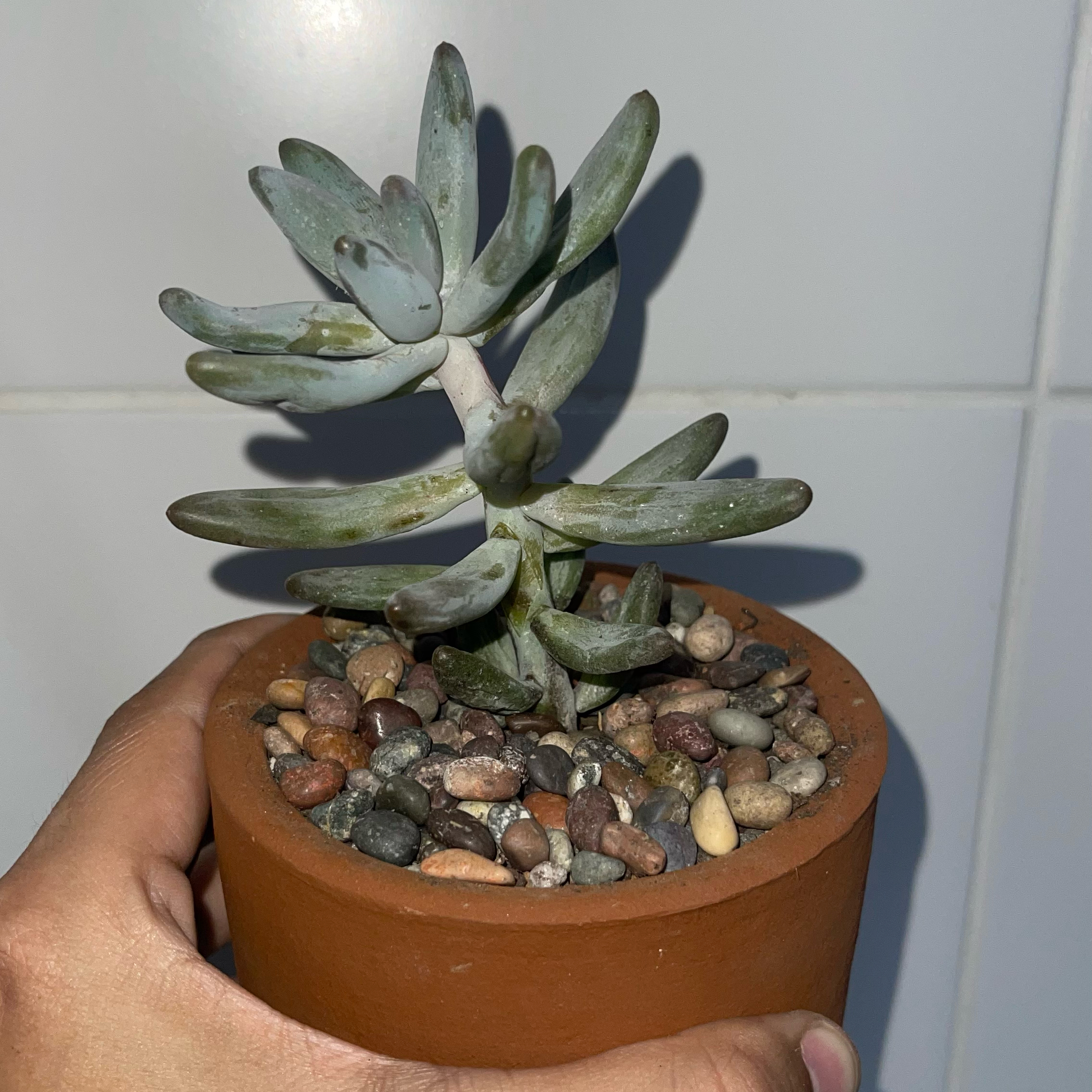 Photo of the plant species Sedum craigii by @SwiftLambsear named Eva on Greg, the plant care app