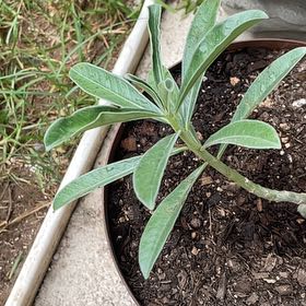 Photo of the plant species Summer Impala Lily by @UberIndiandaisy named Harry on Greg, the plant care app