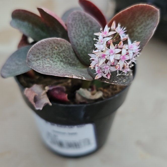 Photo of the plant species Red Fairy Crassula by @GodsendBacopa86 named Terra on Greg, the plant care app