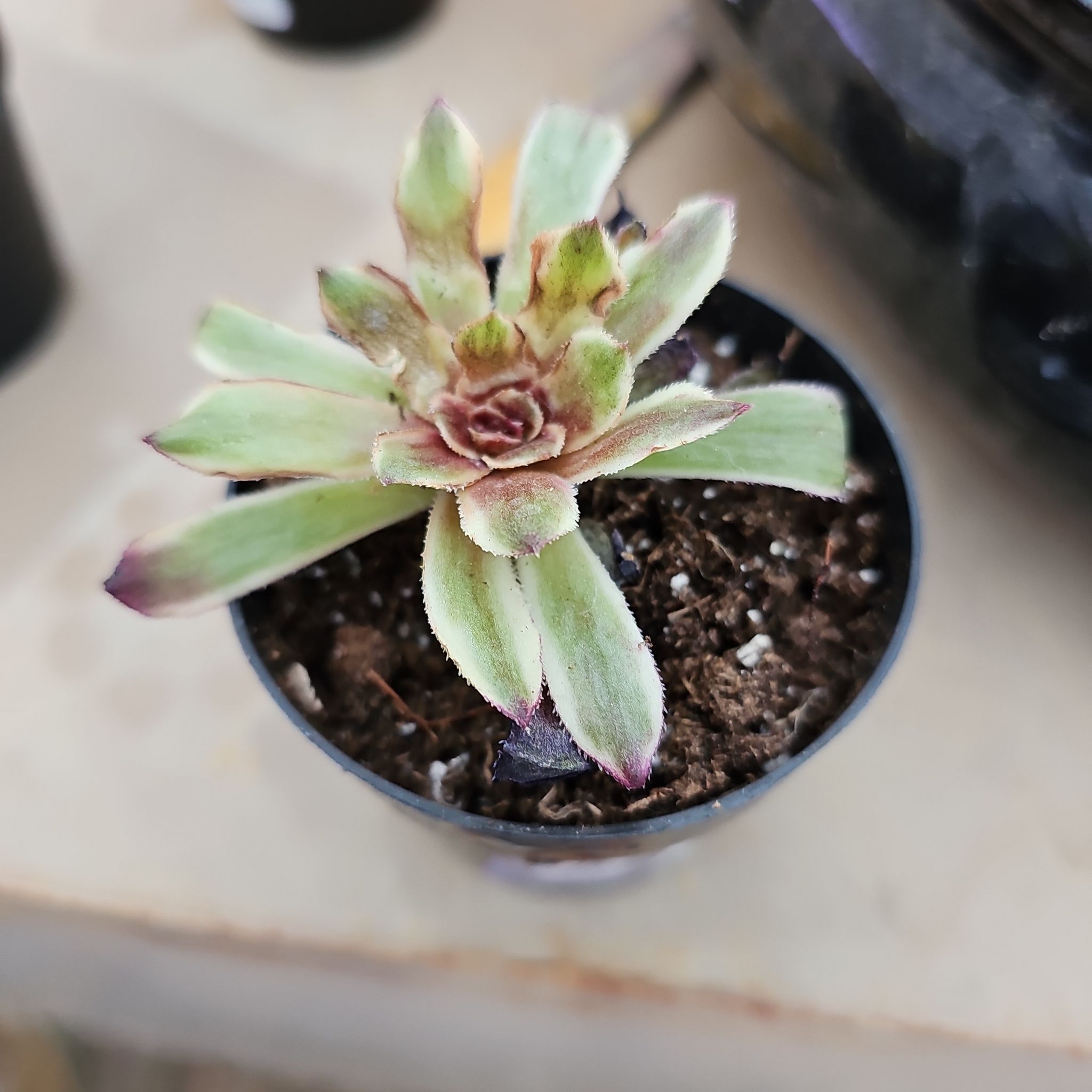 Photo of the plant species Aeonium 'Mardis Gras' by @GodsendBacopa86 named Gomez on Greg, the plant care app