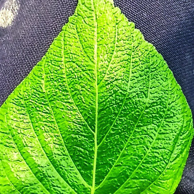 Photo of the plant species Korean Perilla by @PetiteBeebalm29 named perilla on Greg, the plant care app