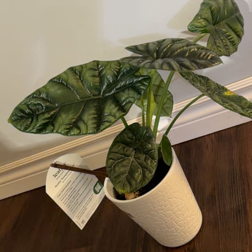 Photo of the plant species Jewel Alocasia by @Dakdanrus named Cleopatra on Greg, the plant care app