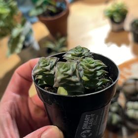 Photo of the plant species Ivory Towers Crassula by @Dakdanrus named Apollo on Greg, the plant care app