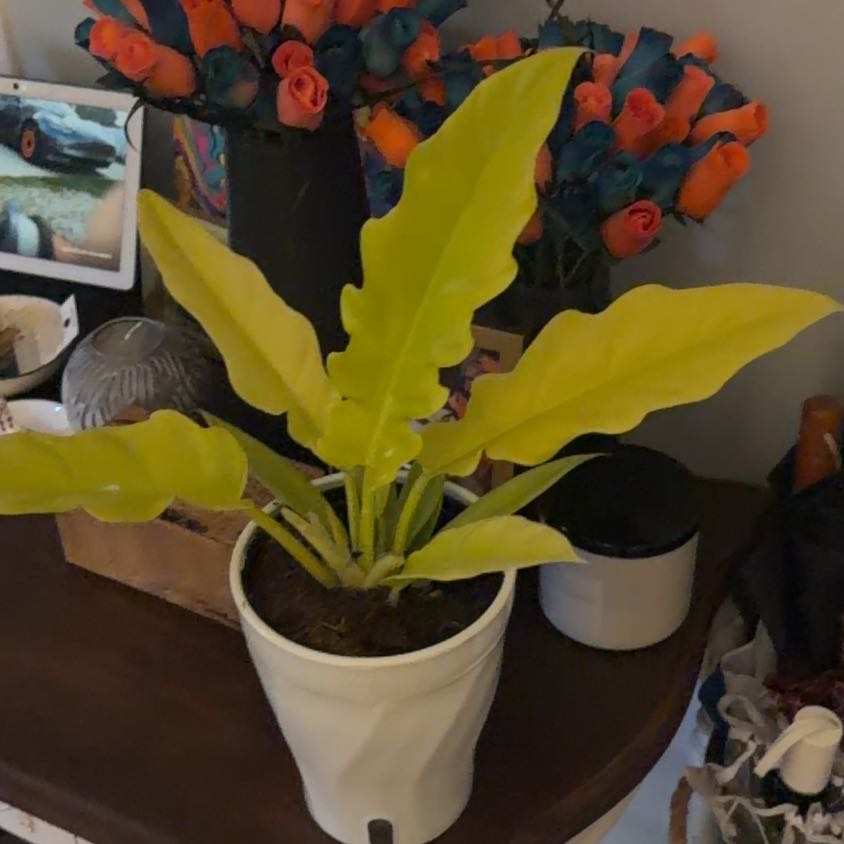 Photo of the plant species Golden croc by @Dakdanrus named Nithin on Greg, the plant care app