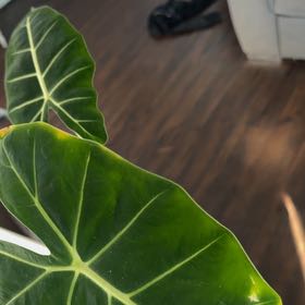 Photo of the plant species Alocasia Frydek by @Dakdanrus named Forrest on Greg, the plant care app