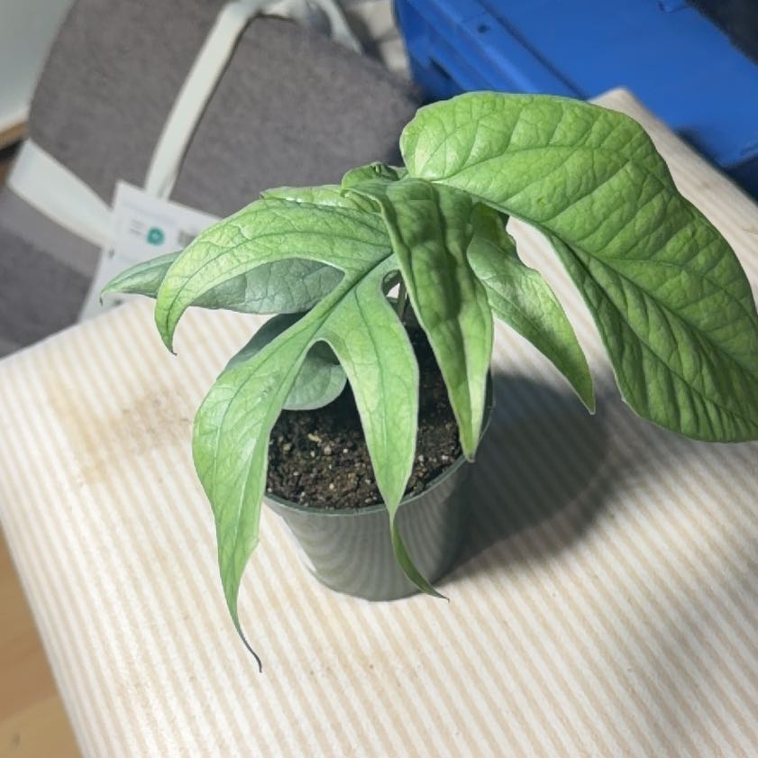 Photo of the plant species Amydrium 'Spider Man' by @Dakdanrus named Marley on Greg, the plant care app