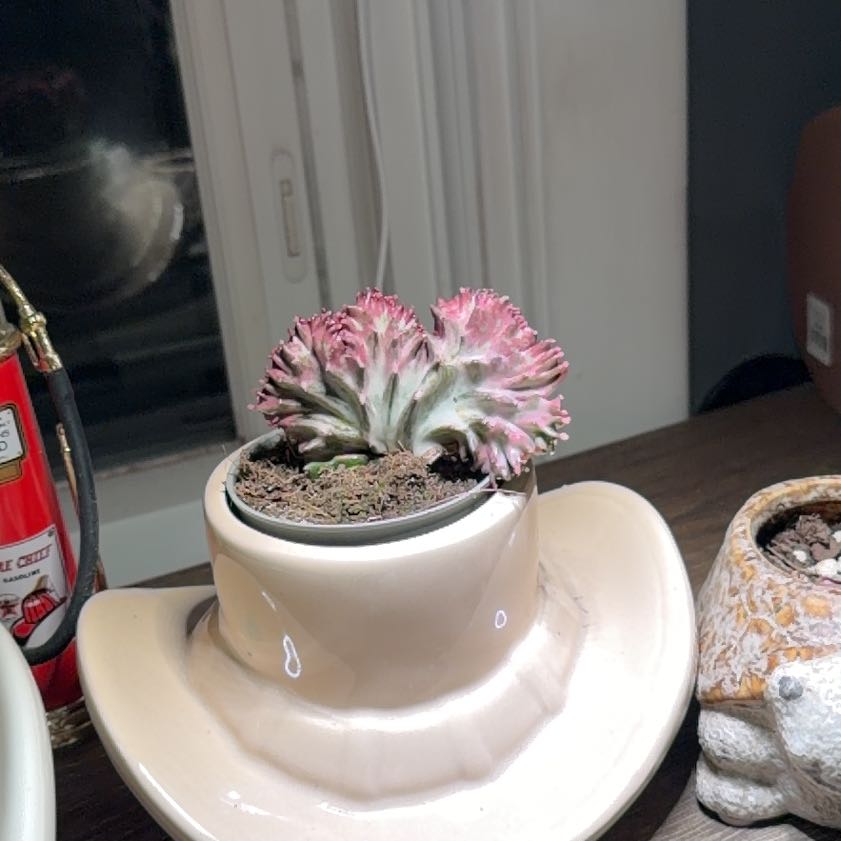 Photo of the plant species Mermaid tail, cactus by @Dakdanrus named Athena on Greg, the plant care app
