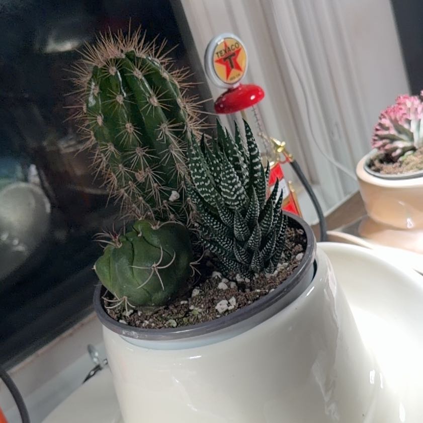 Photo of the plant species Mixed Succulent by @Dakdanrus named Terra on Greg, the plant care app