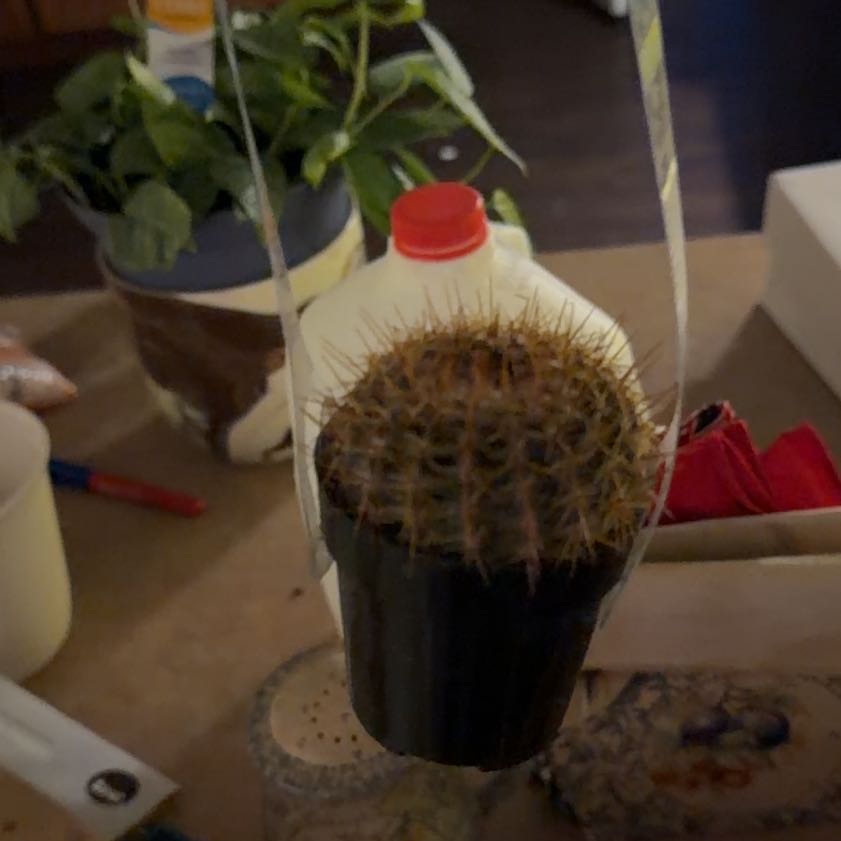 Photo of the plant species Cinnamon Cactus by @Dakdanrus named Husband Cactus 🤤(very pointy. Do NOT lick) on Greg, the plant care app