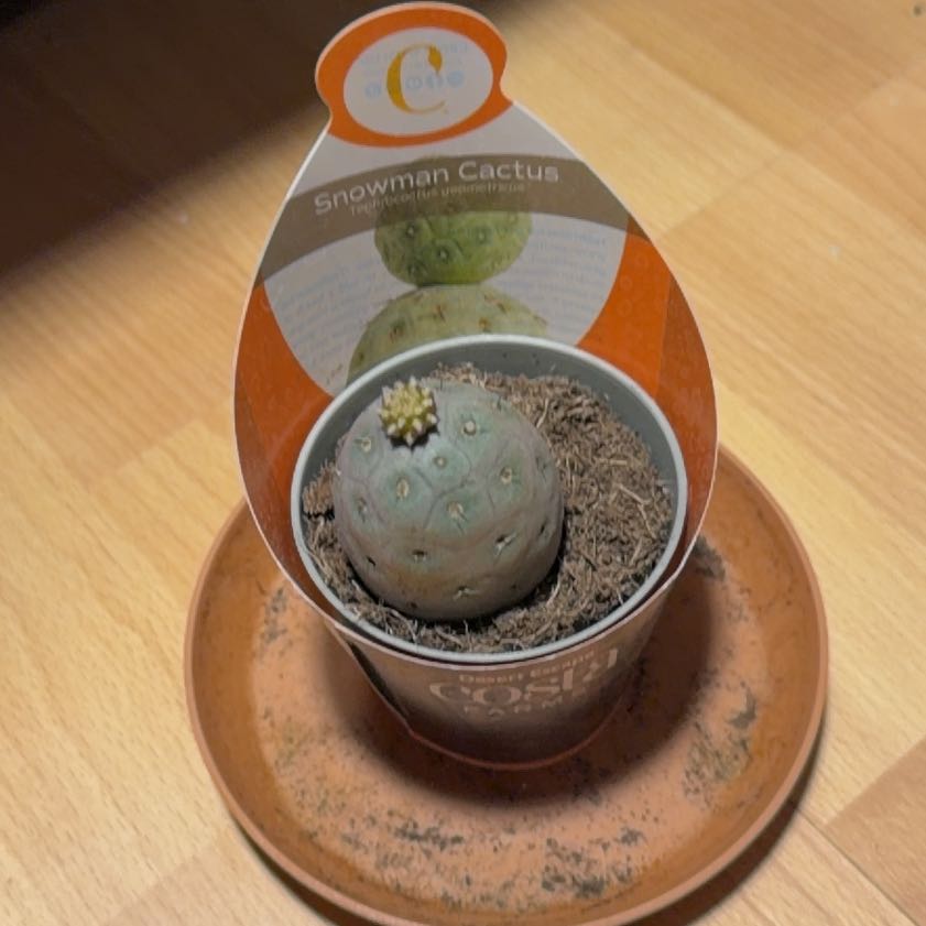 Photo of the plant species dragon egg by @Dakdanrus named Bodhi on Greg, the plant care app