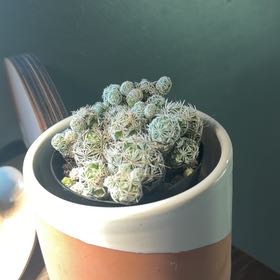 Photo of the plant species Thimble Cactus by @Dakdanrus named Lebron on Greg, the plant care app