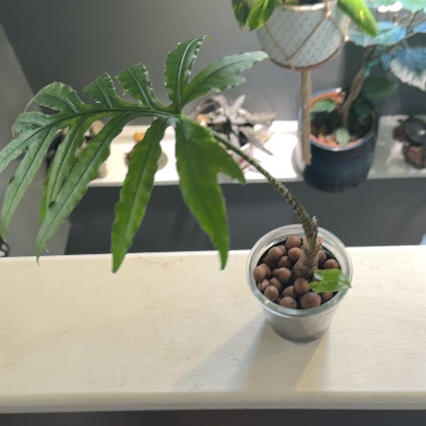 Photo of the plant species Alocasia 'Pink Passion' by @Dakdanrus named Naomi on Greg, the plant care app