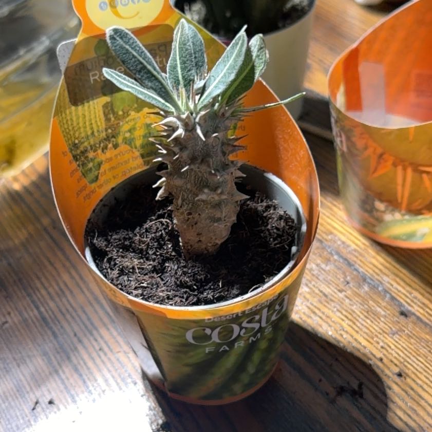 Photo of the plant species Branched Madagascar Palm by @Dakdanrus named Harmony on Greg, the plant care app