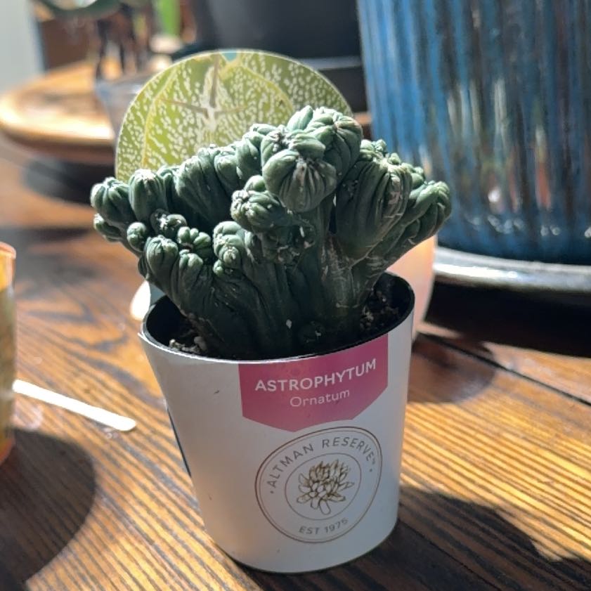 Photo of the plant species Ming Thing Cactus by @Dakdanrus named Beyonce on Greg, the plant care app