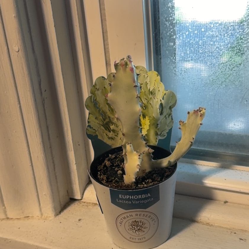 Photo of the plant species 'Ghost Cactus' by @Dakdanrus named Shakira on Greg, the plant care app