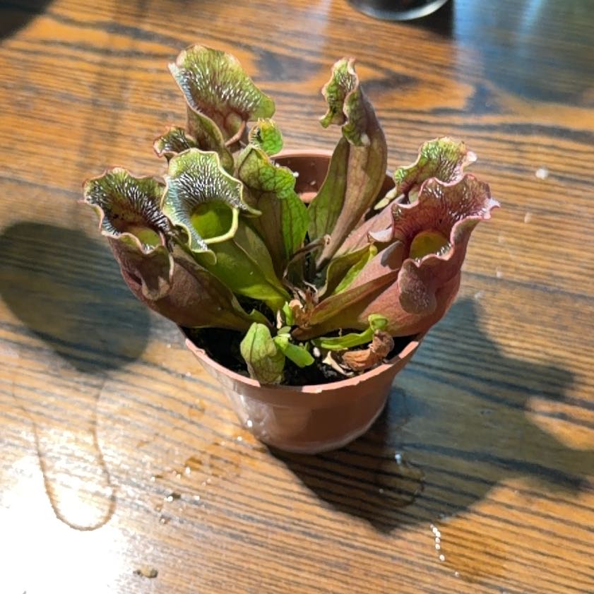 Photo of the plant species Purple Pitcher Plant by @Dakdanrus named Remington on Greg, the plant care app