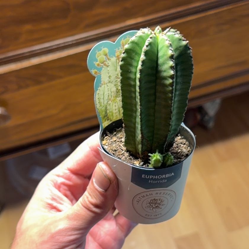 Photo of the plant species African Milk Barrel by @Dakdanrus named Orwell on Greg, the plant care app