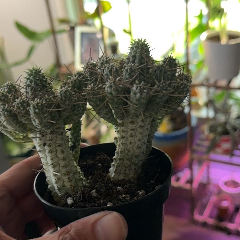 Photo of the plant species Variegated Corncob Cactus by @Dakdanrus named Eva on Greg, the plant care app