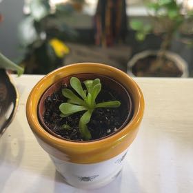 Photo of the plant species butterwort by @Dakdanrus named Peter Parker on Greg, the plant care app