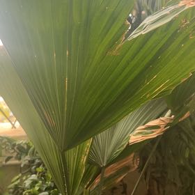 Photo of the plant species Fountain Palm by @VipHautree6 named Terra on Greg, the plant care app