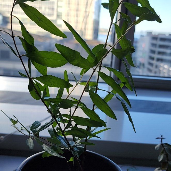 Photo of the plant species Red Russian Pomegranate by @LargeGalega named Anastasia on Greg, the plant care app