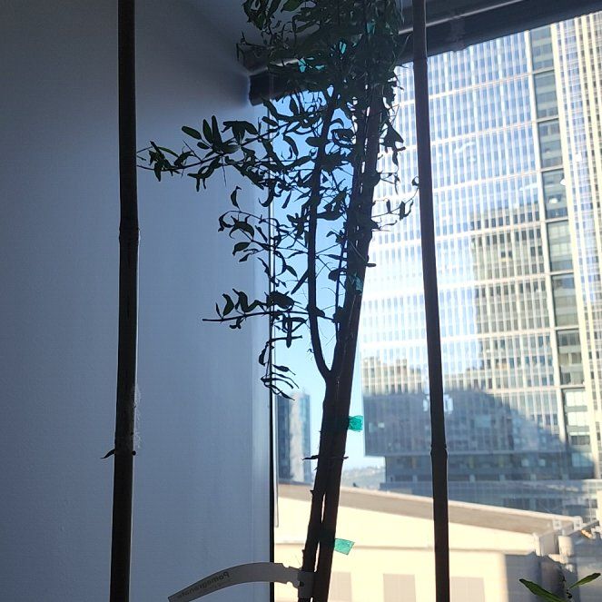 Photo of the plant species Wonderful Pomegranate by @LargeGalega named Persephone on Greg, the plant care app