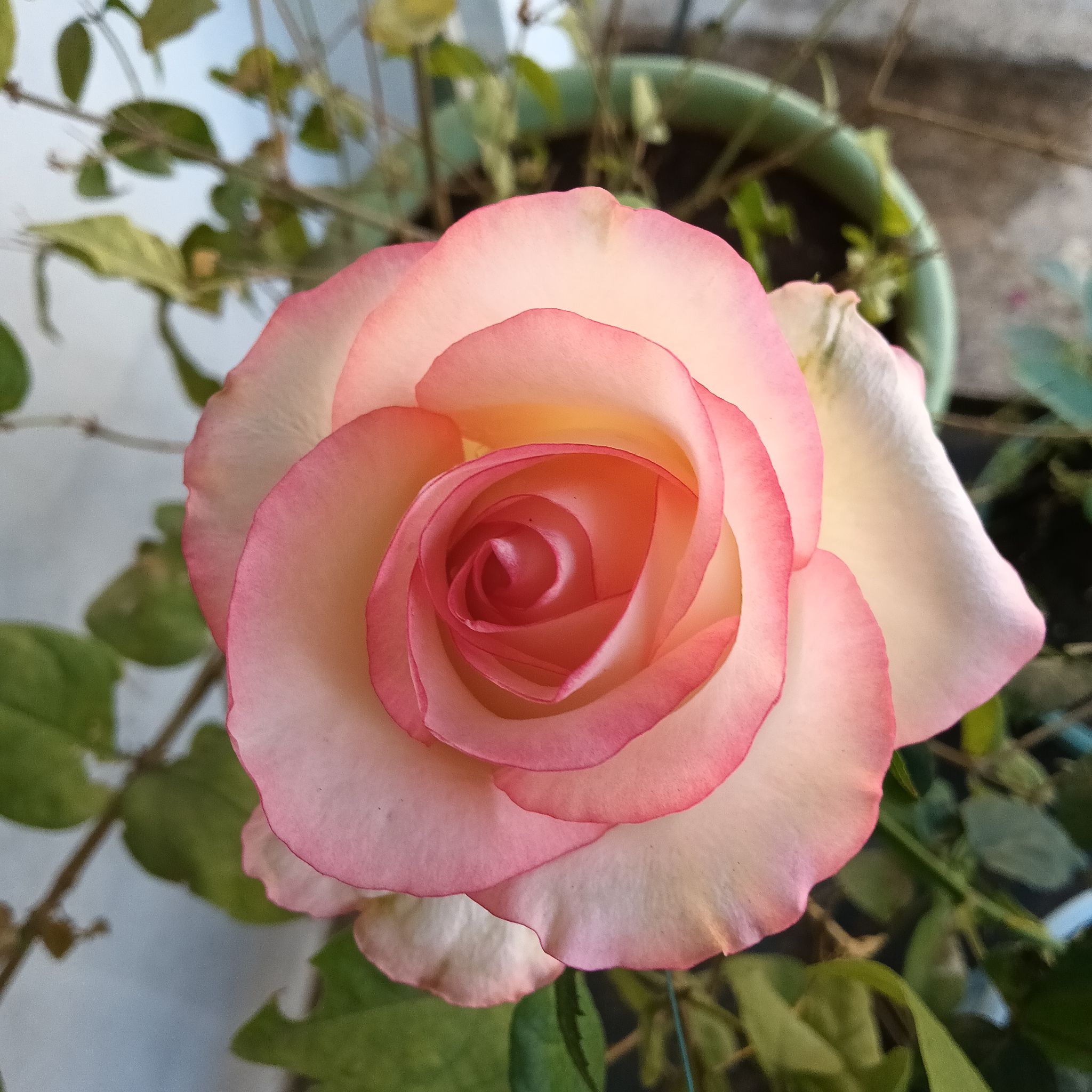Photo of the plant species Eden Rose by @Muzammilraza named Rosa on Greg, the plant care app